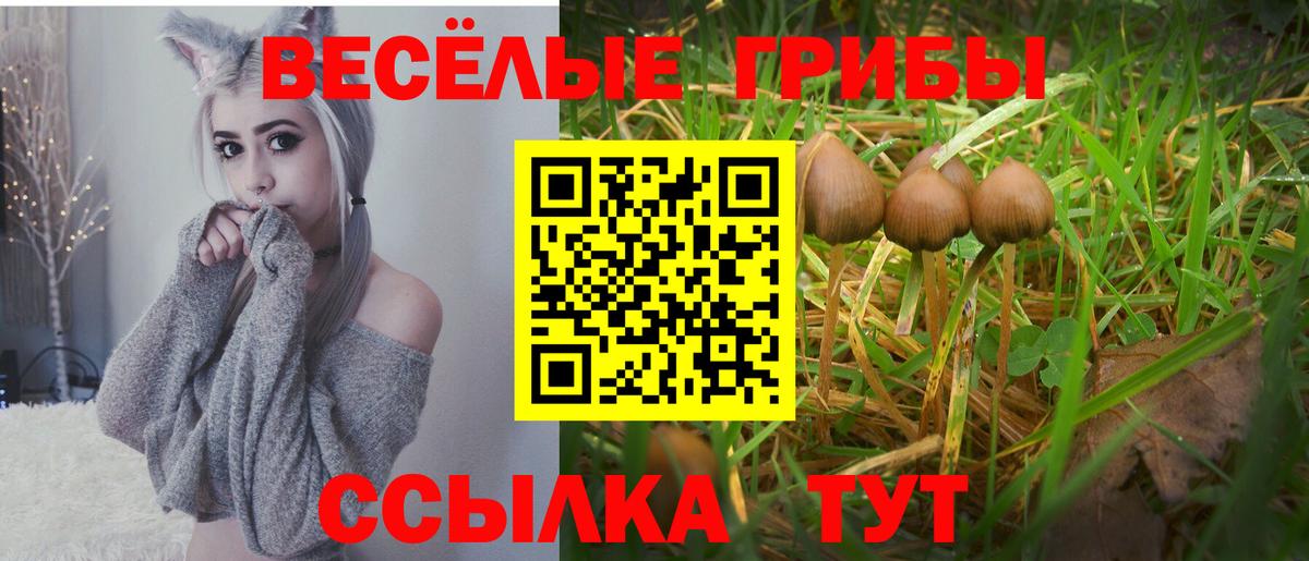 Псилоцибиновые грибы Psilocybine cubensis Губаха